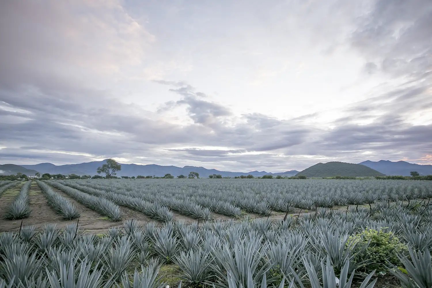 A field of agave plants in Mexico