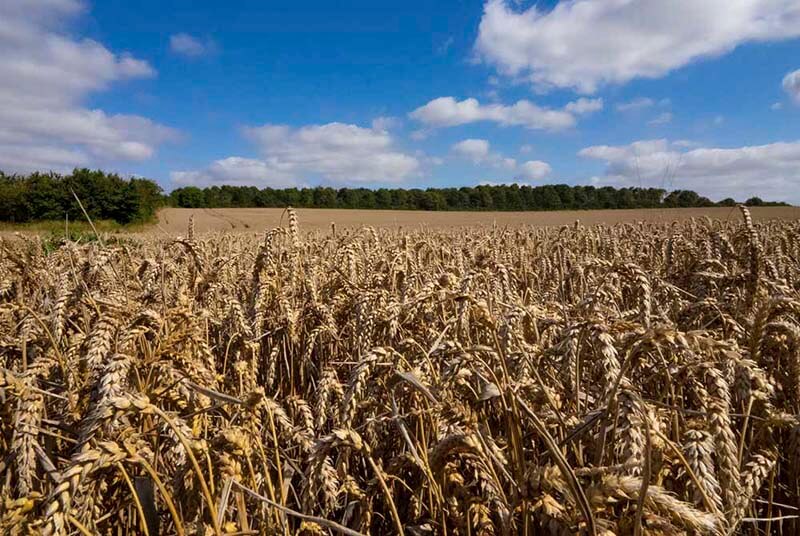A field of American grains with a blue sky