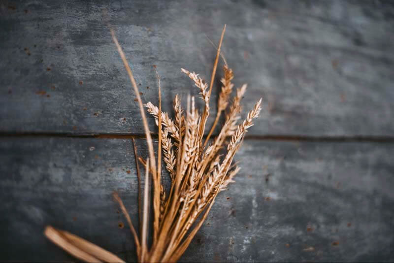 Wheat grain bushel on a dark wooden background