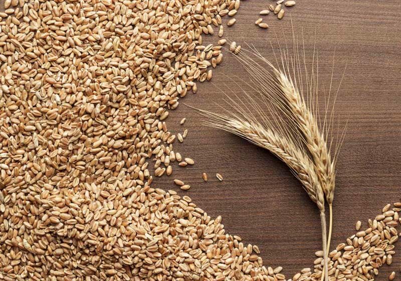 An aerial overhead shot of barley and wheat on a brown earthy background