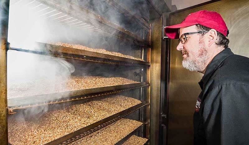A brewer inspecting barley and wheat grains going through a special process