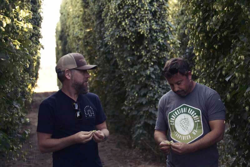 Brewers from Firestone Walker Brewing Company walking through hop vines in a field