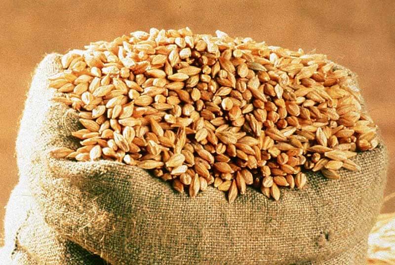 A burlap sack of barley and grains