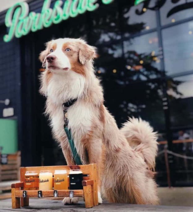 Dog perched on outdoor bar table with beer - @welly.brews via @dogsontapon Instagram