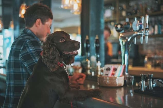 Dog sitting at bar with owner