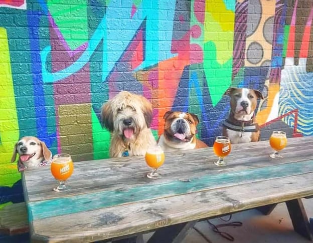 Four dogs sitting at outdoor bar table - @pawsintheparkmn via @dogsontap on Instagram