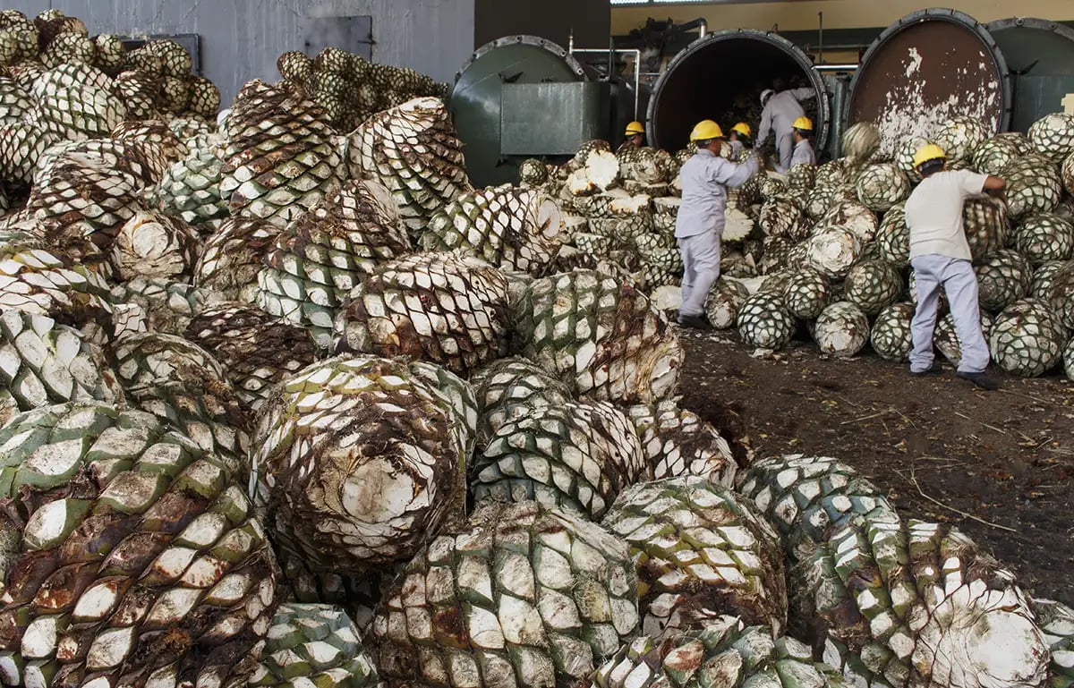 Harvesting agave for tequila production