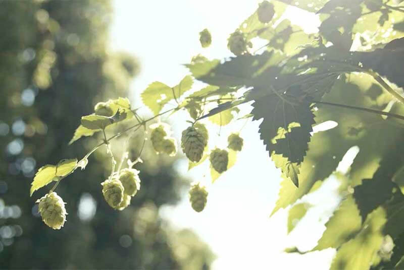 Hops growing on a vine through natural sunshine