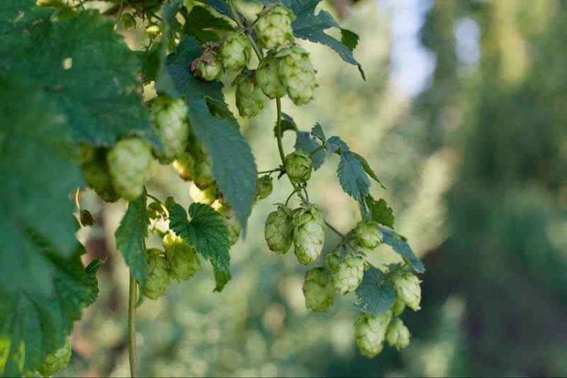 Hop growing and hanging in an outdoor field