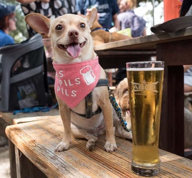 Little dog sitting at outdoor bar with beer - @princessbuttercupdumptruck via @dogsontap on Instagram