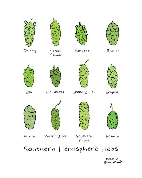 An illustration of southern hemisphere hop varieties