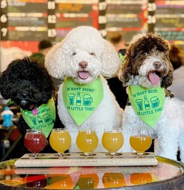 Three dogs sitting at bar with flight of beer in front of them - @skyliedoodle via @dogsontap  on Instagram