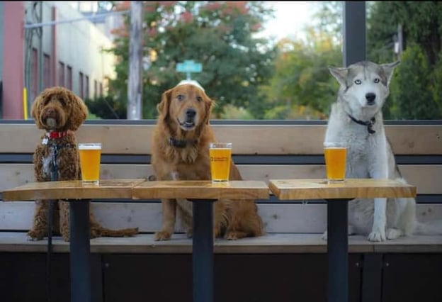 Three dogs sitting inside bar with a beer for each of them - @coalitionbrewing via @dogsontap on Instagram