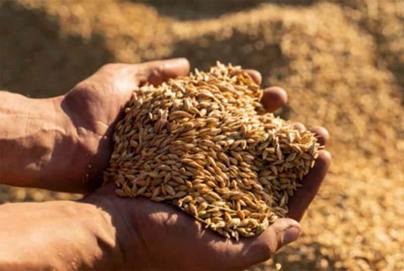 A close up photo of hands holding golden colored barley and malts from a large collection