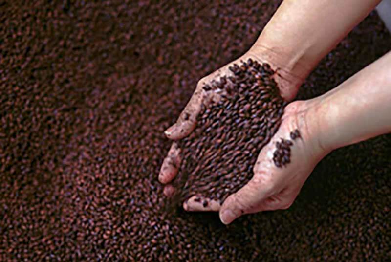 An up close shot of hands scooping and holding roasted malts