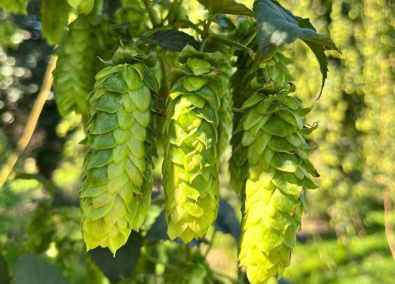 The Complete Guide to All Southern Hemisphere Hop Varieties