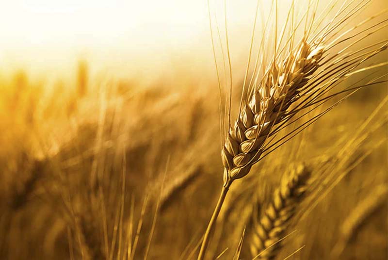 The Comprehensive Guide to European Grain Varieties