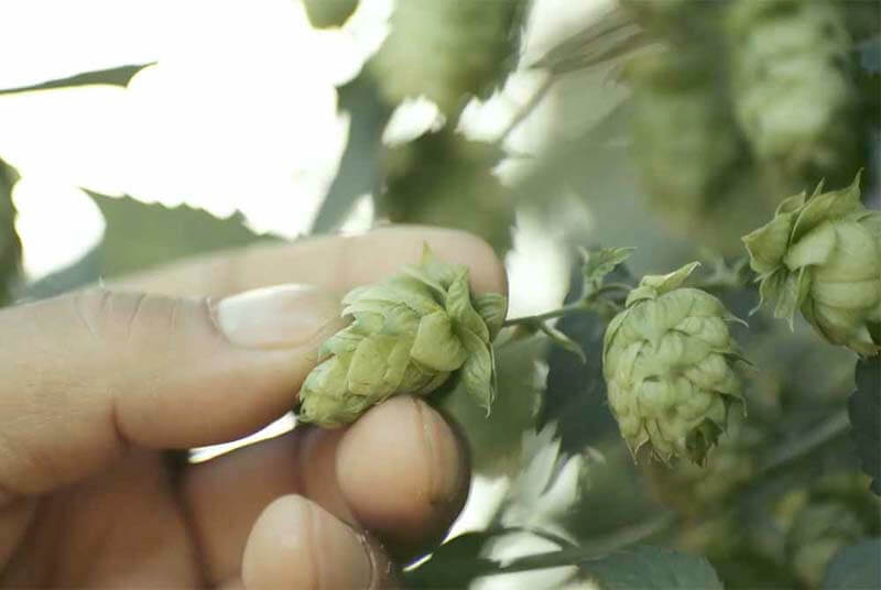 The Complete Guide to All American Hop Varieties
